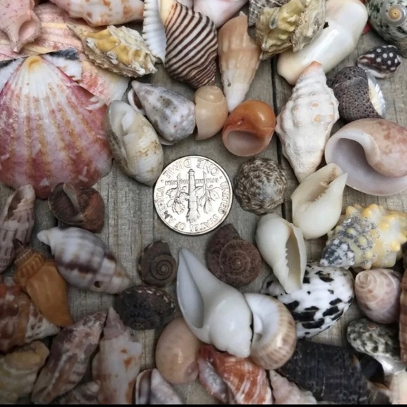 100 Real Seashells Mixed Grab Bag Lot for diy nautical decor or crafting - Picture 13 of 13